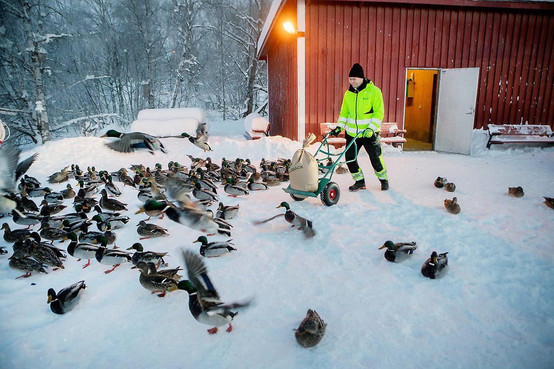En man kör på en vagn fram mat till en hel del förväntasfulla fåglar vintertid 